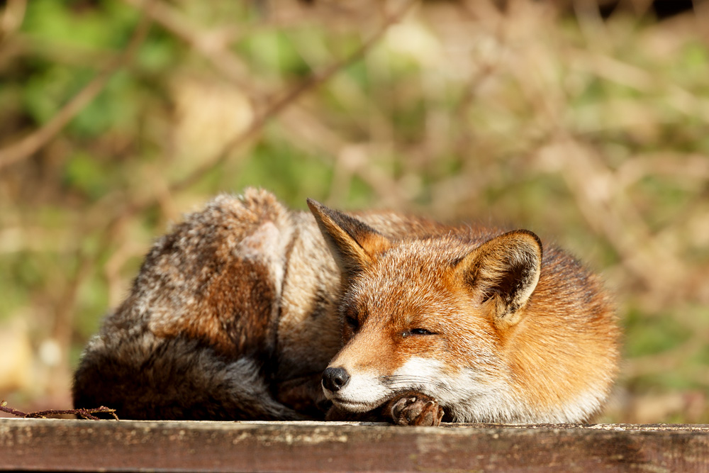 2802222802229819.jpg - Lopa sleeping on the decking