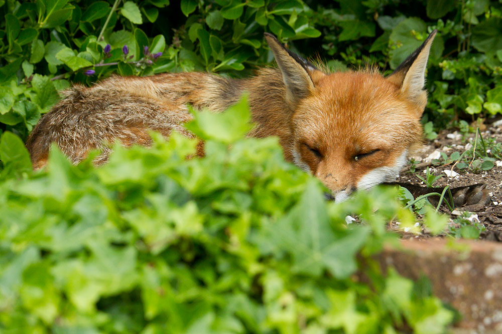 2803130206120807.jpg - Fox (Vulpes vulpes) sleeping in a suburban garden.