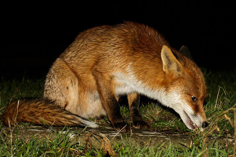 2803182801184424.jpg - Pretty Vixen
