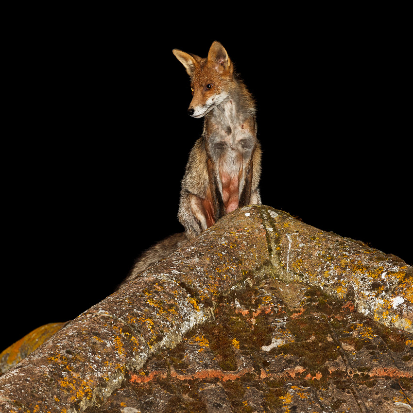 2803192703199246.jpg - Fox on a roof (Wolfy)