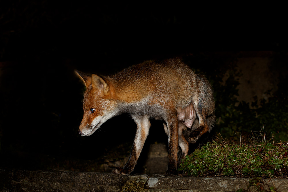 2803202803201642.jpg - Wolfy the vixen