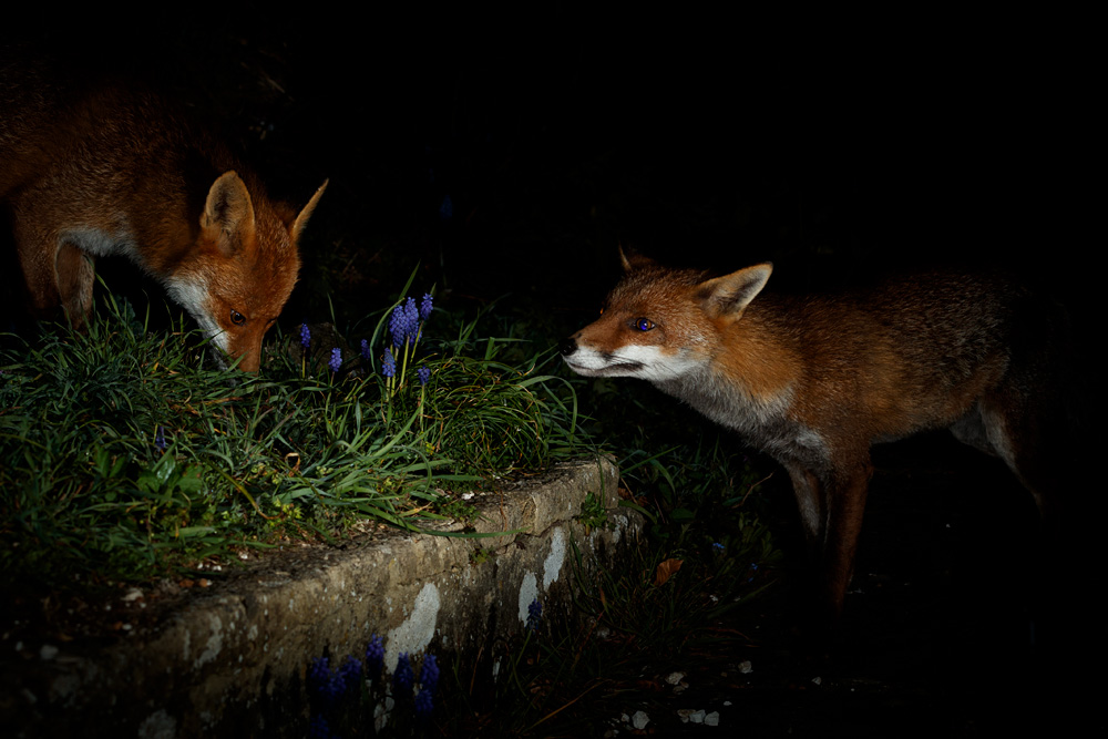 2803222803221418.jpg - Lopa and Stumpy