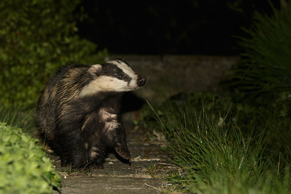 2804152504157677.jpg - Badger in garden