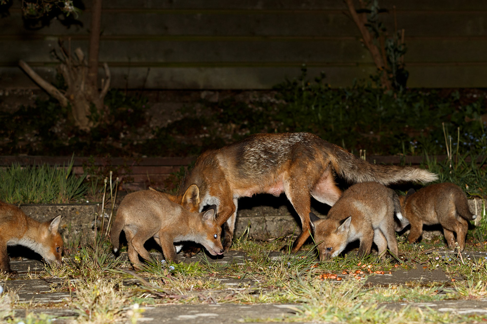 2804192904194067.jpg - Four cubs and Wolfy