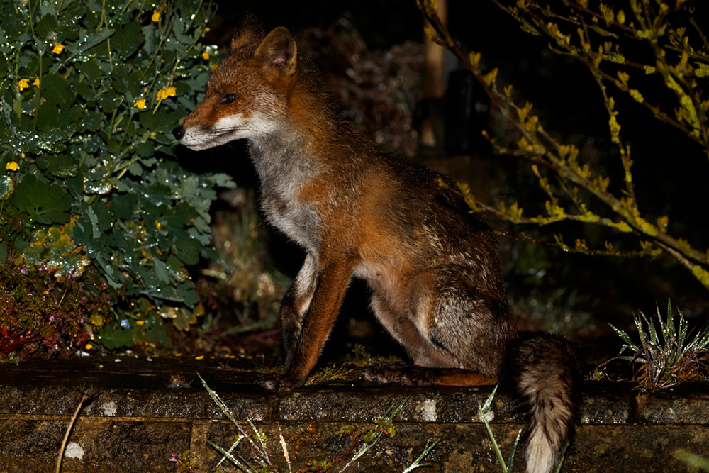 2804202804207463.jpg - Wolfy the vixen on a rainy night