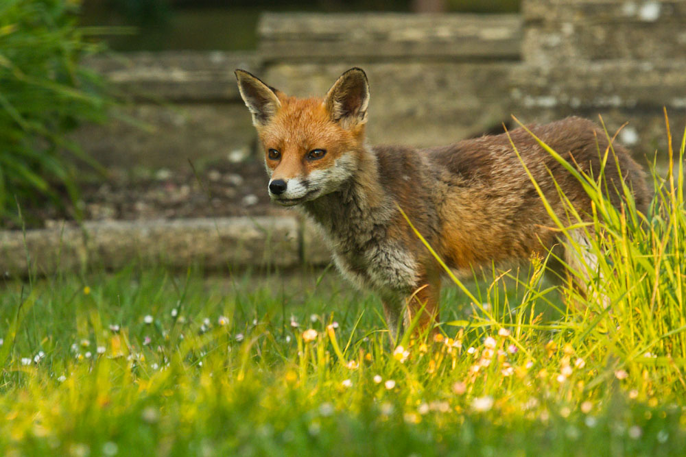 2805141405147747.jpg - Fox in late afternoon sunshine