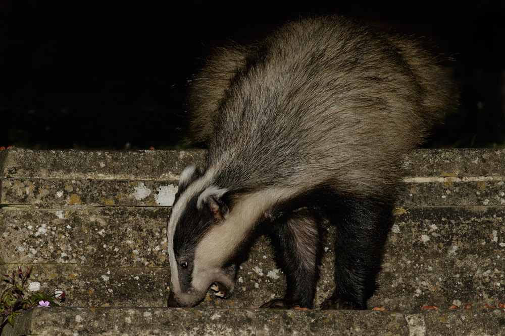 2805150705152503.jpg - Badger in garden (#2)