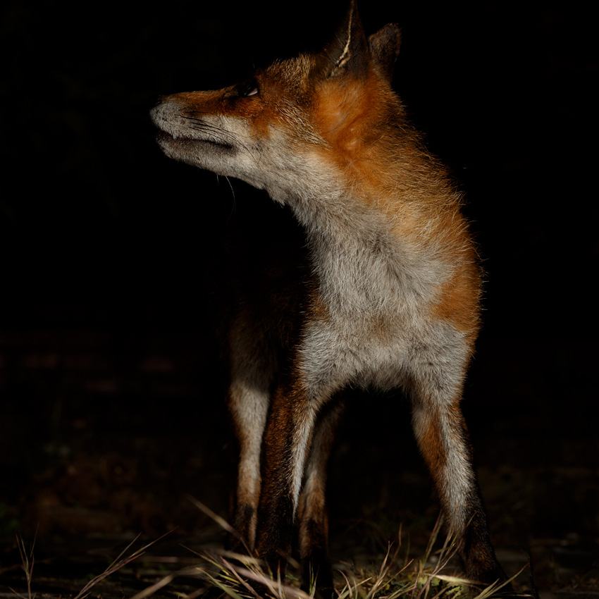 2805202805201968.jpg - Portrait of Wolfy the vixen