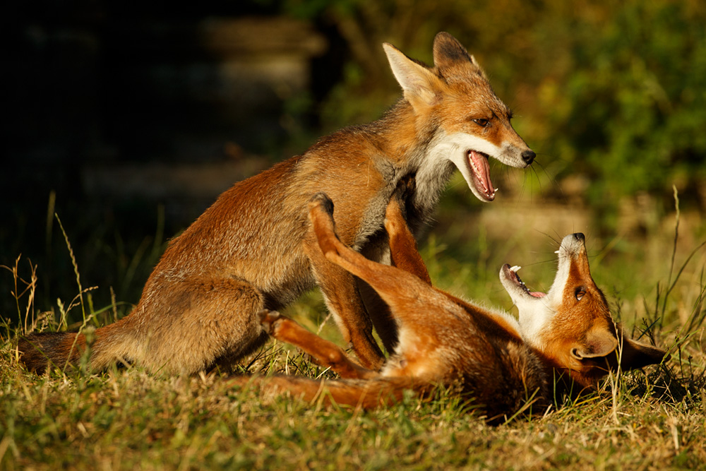 2806182706189872.jpg - Pretty Vixen and Wolfie play-fighting