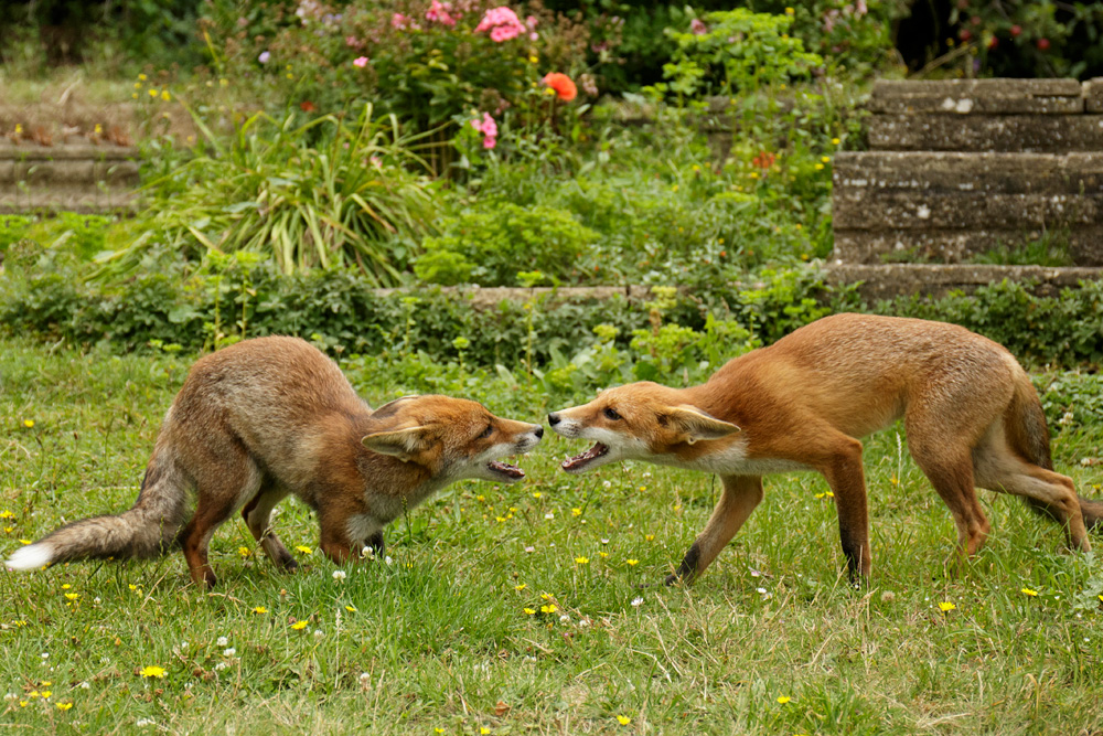 2807172807173644.jpg - Little vixen and dog fox playing