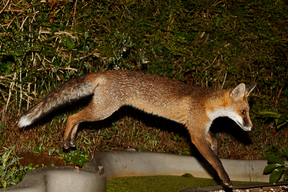 2807192707193864.jpg - Butch leaping over the pond