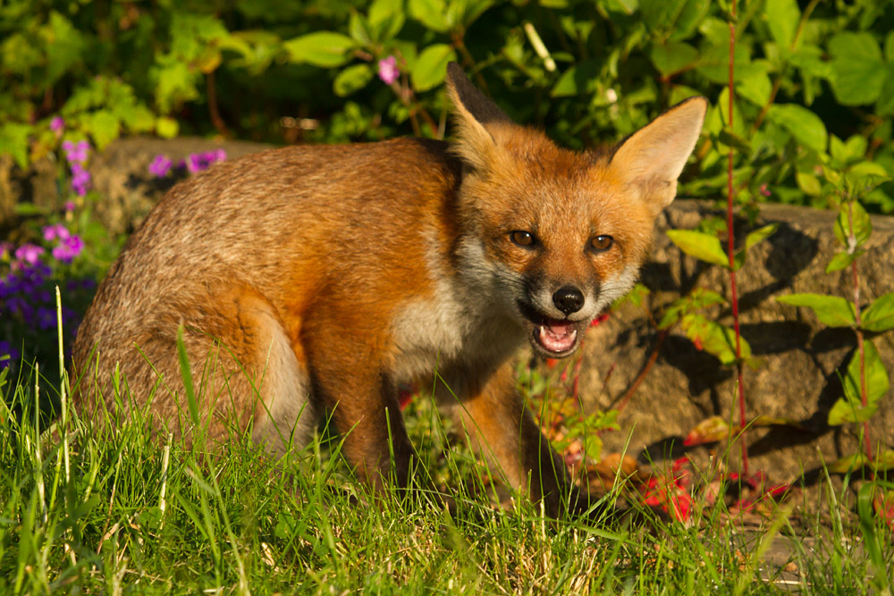 2808151006133917.jpg - Fox cub in evening sunshine