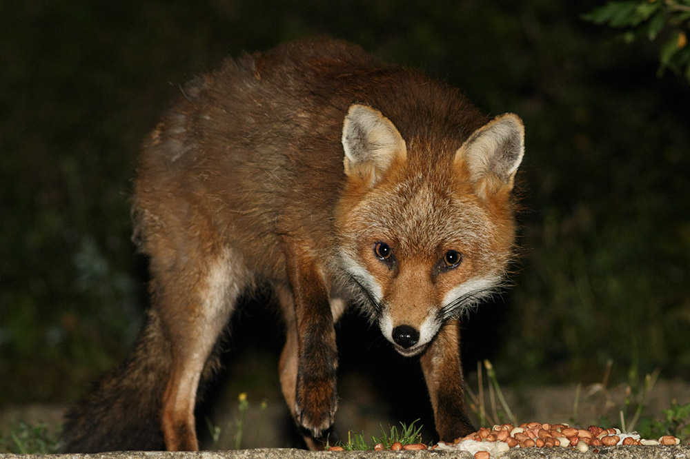 2808162708161571.jpg - Fox standing in the corner of a garden