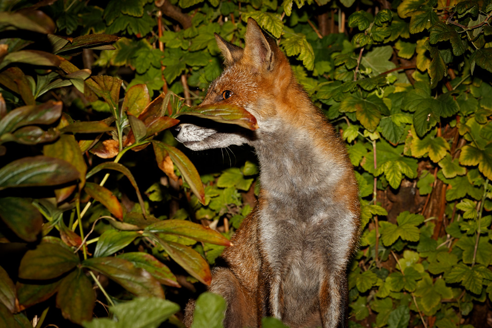 2808192808197657.jpg - Wolfy at night