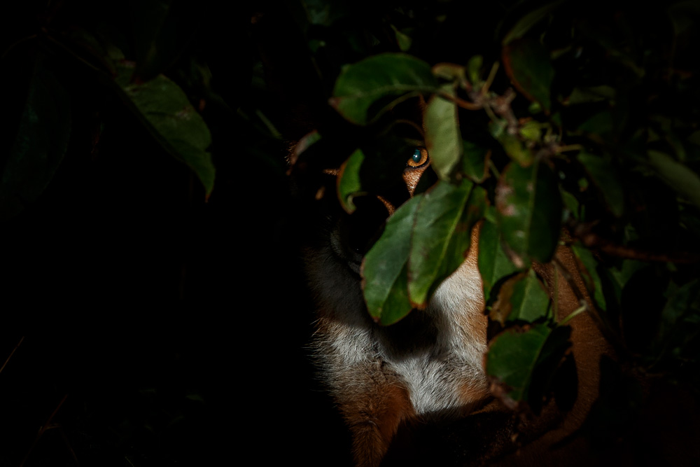 2808202808203635.jpg - Longtail hiding