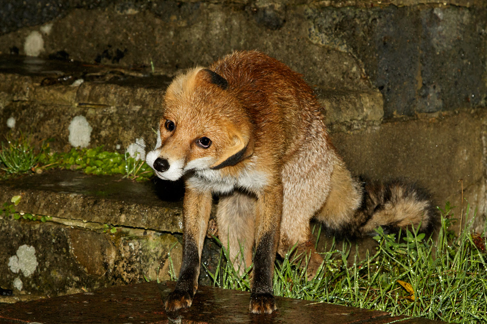 2809172709178442.jpg - Pretty VIxen having a shake in the rain