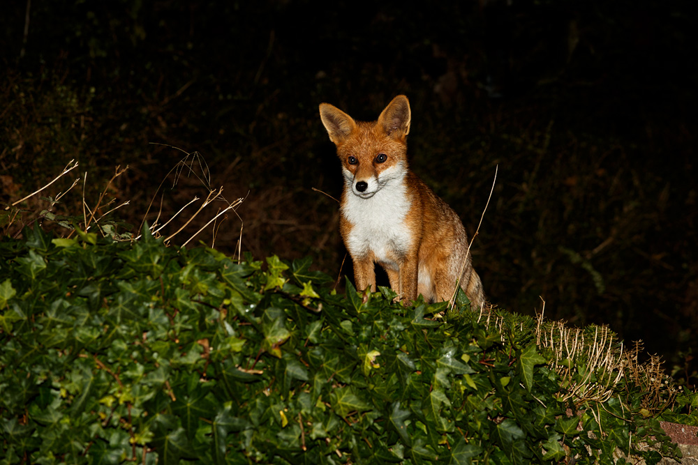 2809182809182333.jpg - Pretty Vixen and ivy