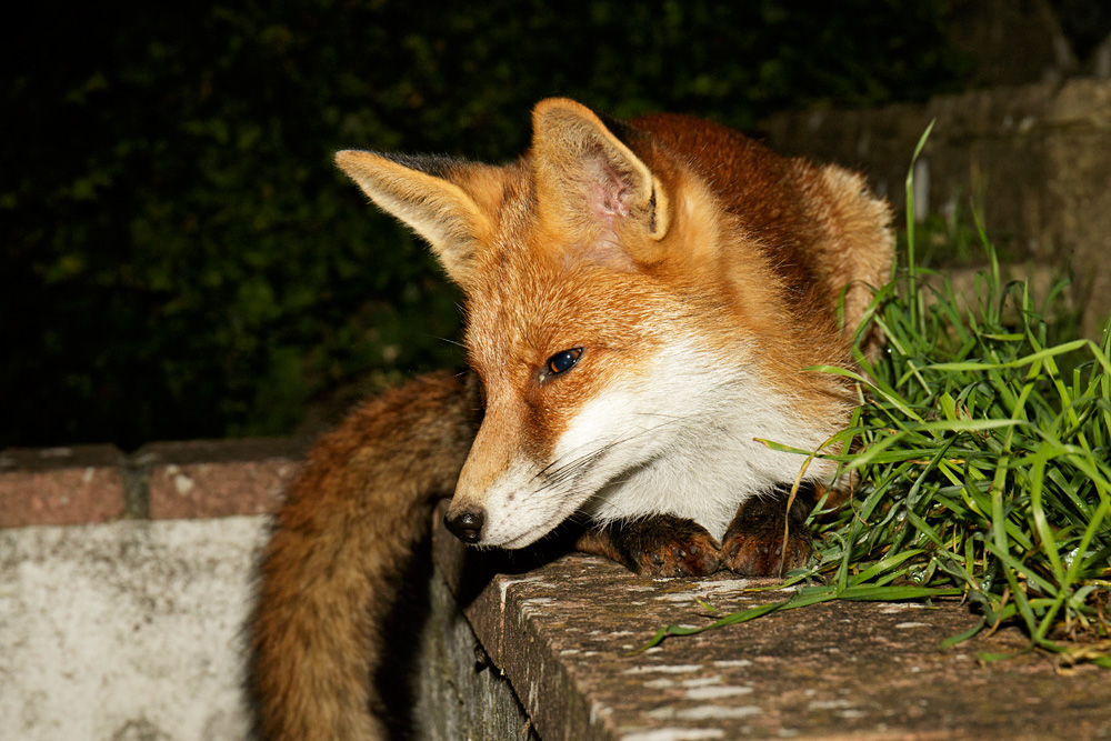 2810172710170358.jpg - Portrait of Pretty Vixen