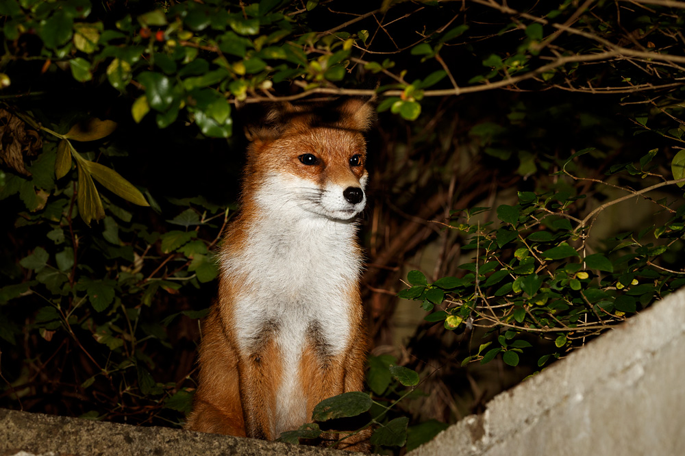 2810182610187754.jpg - Pretty sitting on the wall