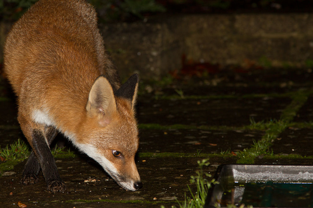 2811132711130176.jpg - Fox in the garden after rain