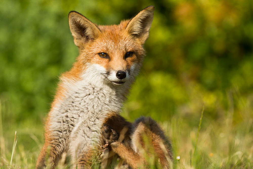 2811151107130402.jpg - Young fox scratching