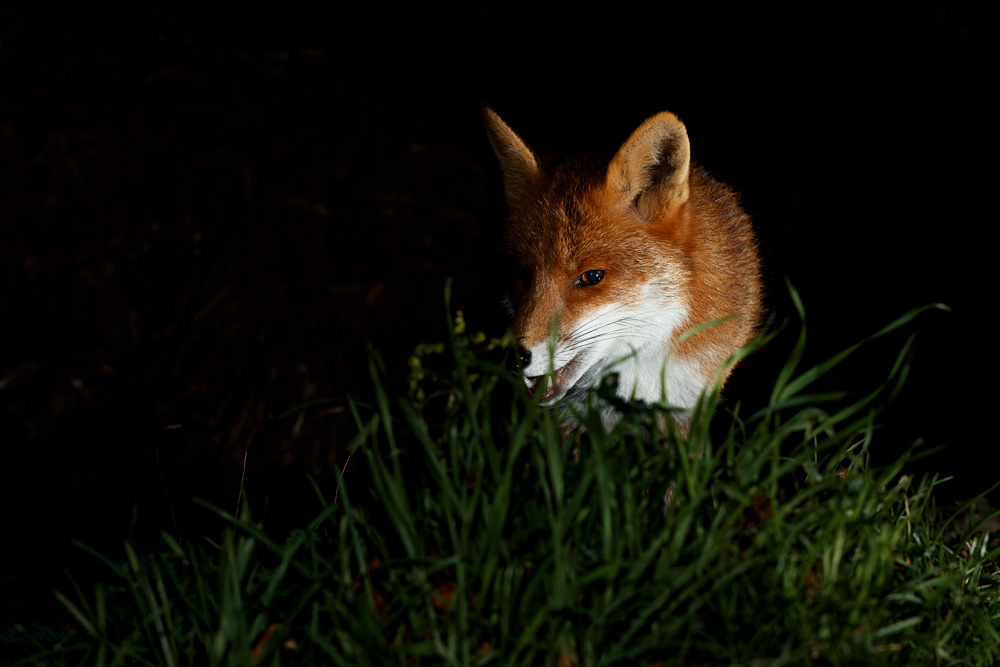 2811212811215448.jpg - Portrait of Stumpy