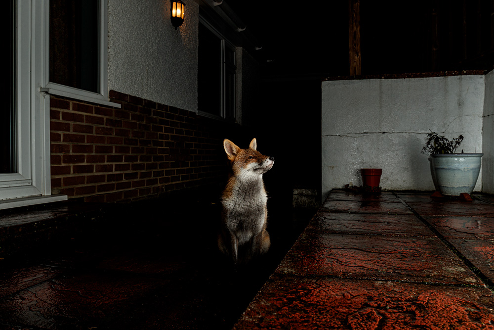 2811222711221111.jpg - Lopa on a wet patio