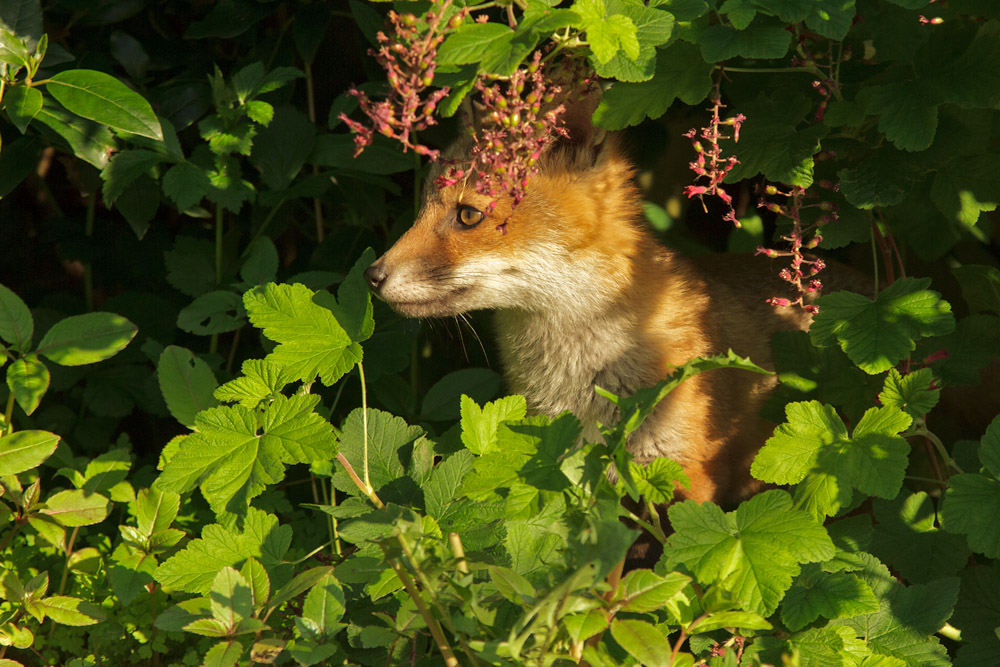 2901172505138360.jpg - Fox cub in the shade
