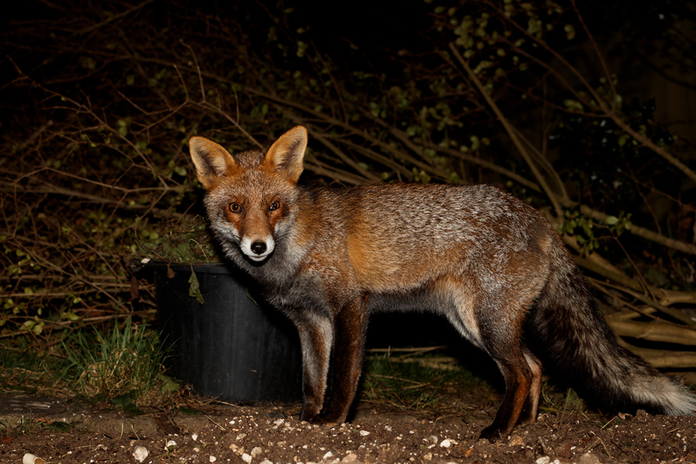 2901192801199268.jpg - Wolfy in the garden