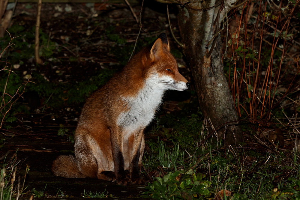 2901212201213144.jpg - Stumpy around the garden