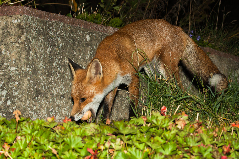 2902162308090763.jpg - Fox with egg