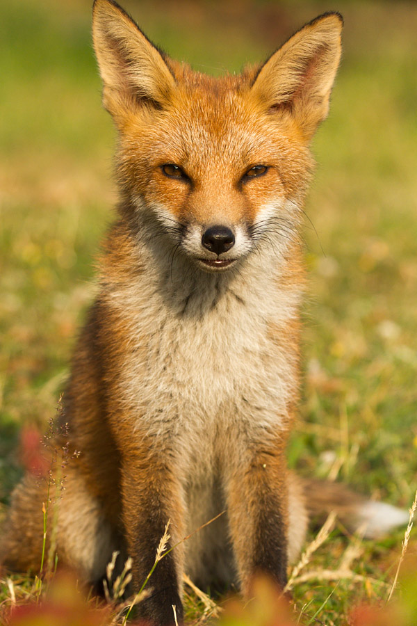 2903151707132077.jpg - Fox cub in sunshine