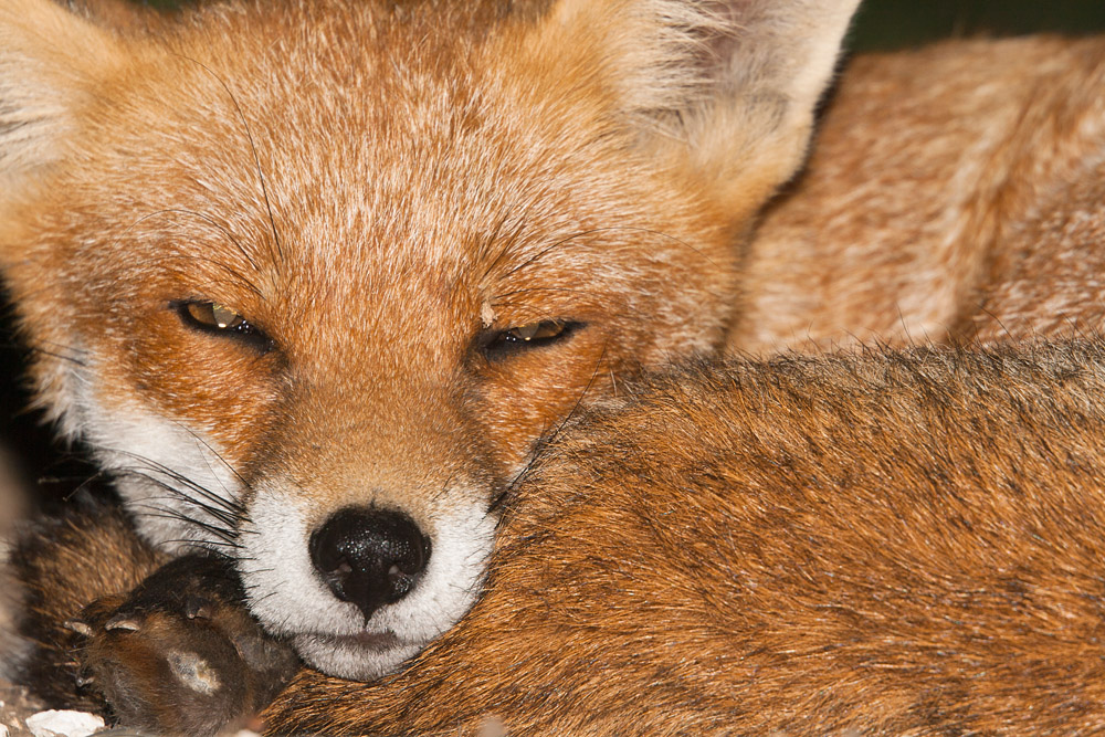 2903162009091311.jpg - Sleepy fox