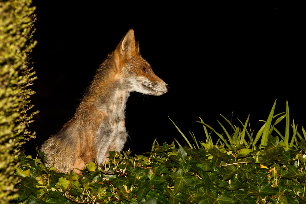 2903192903199999.jpg - Wolfy sitting in the ivy