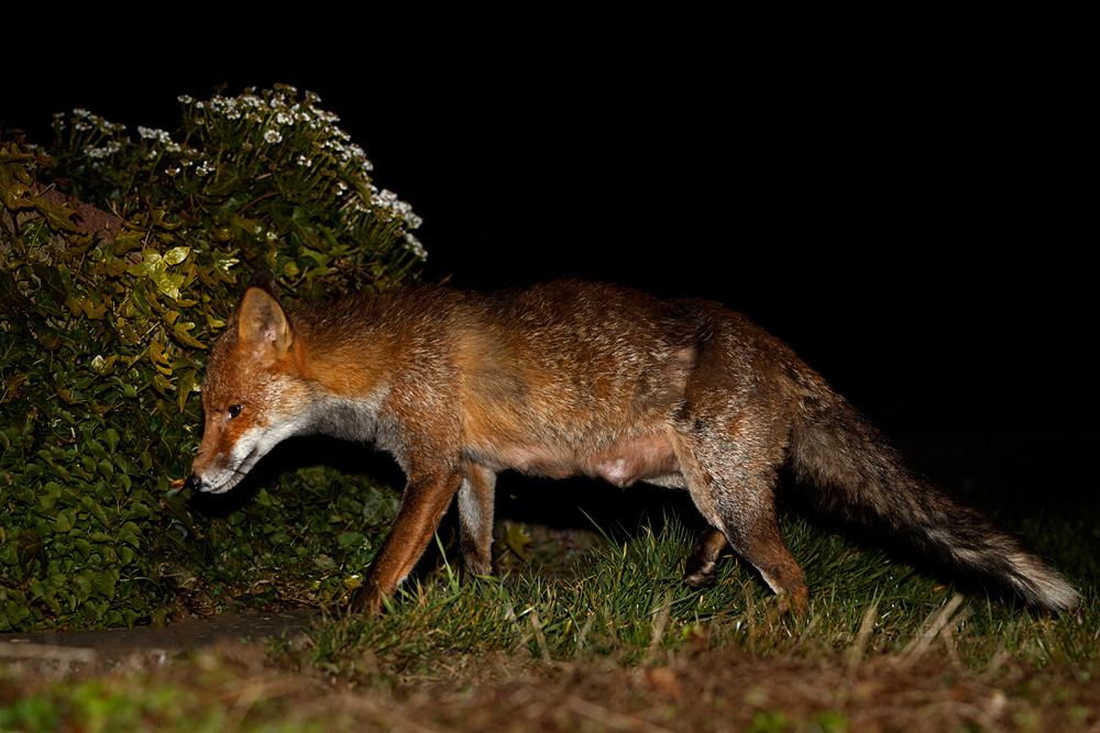 2903202803201640.jpg - Wolfy the vixen