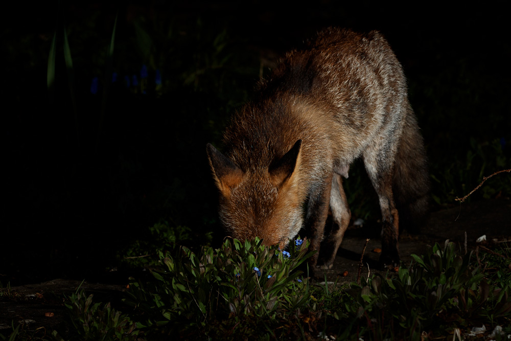 2903212803215702.jpg - Wolfy the vixen in the garden
