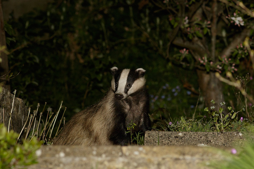 2904152804159302.jpg - Badger in garden