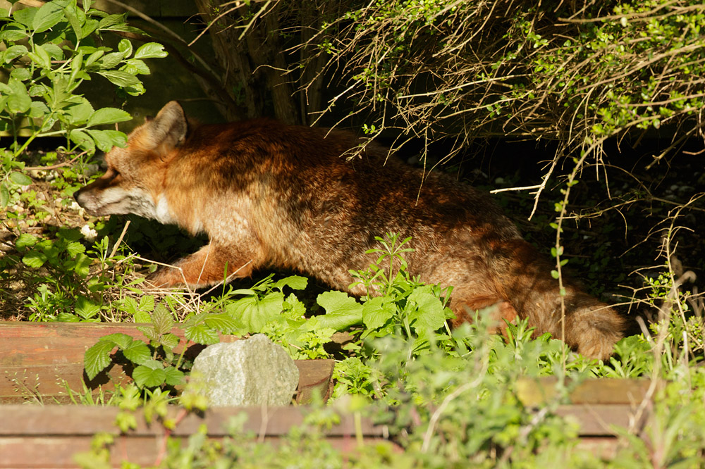2904162704164098.jpg - Fox at the rear of the garden
