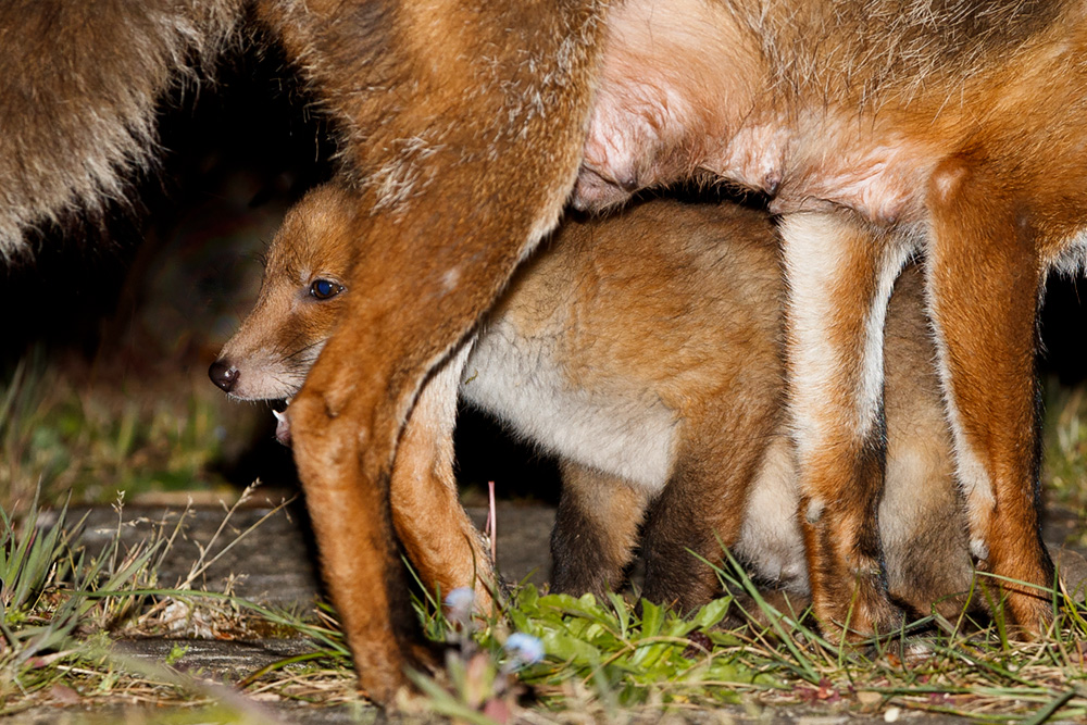2904192904194082.jpg - Fox cubs in the garden, with Wolfy the vixen