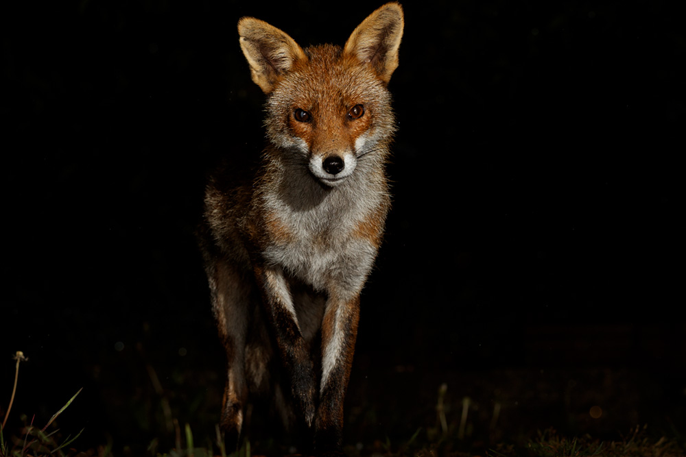 2904202904207543.jpg - Portrait of Wolfy the vixen, in the rain