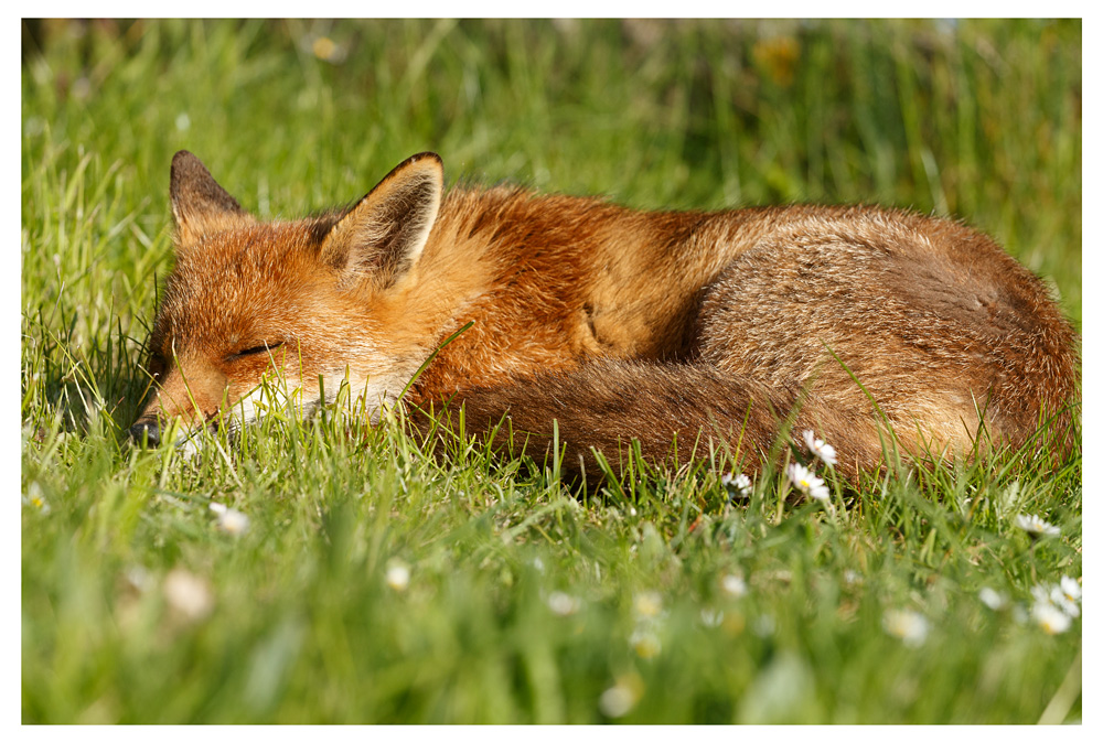 2904232904239161.jpg - Lopa sleeping in the sun