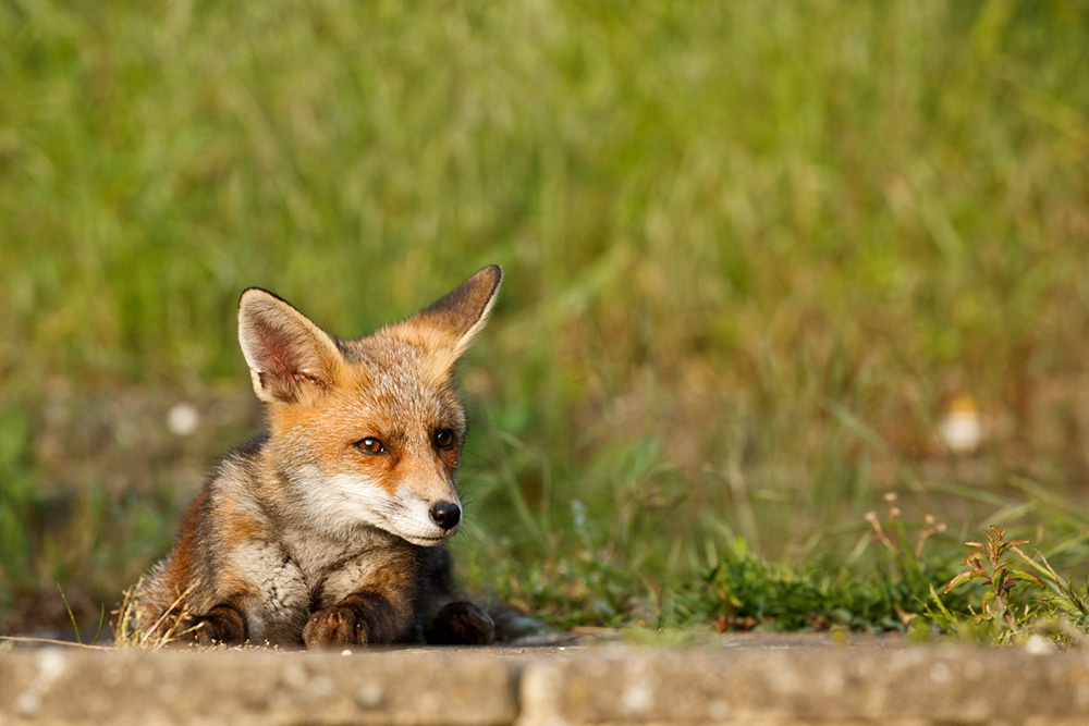 2905182805185503.jpg - 'Wolfy' fox cub relaxing on a sunny day