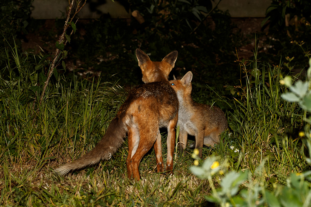 2905192905190086.jpg - Wolfy and female cub