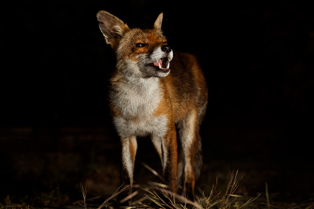 2905202805201948.jpg - Portrait of Wolfy the vixen
