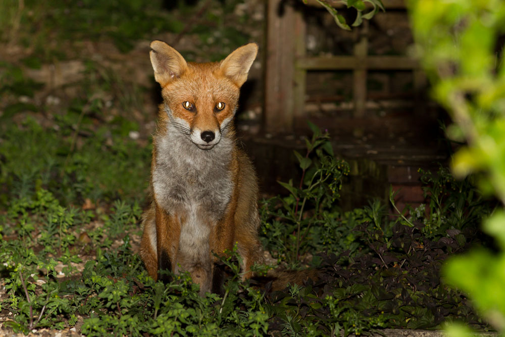 2906142806148020.jpg - Fox with nicked ear in garden