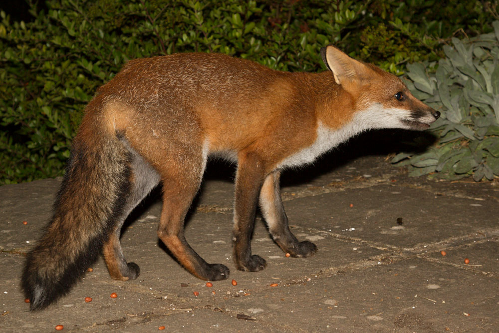 2907132807134152.jpg - Fox cub in garden