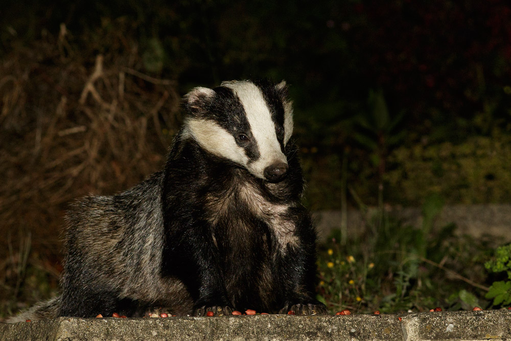 2907152507159108.jpg - Badger at the top of the steps