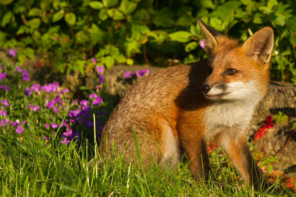 2908151006133934.jpg - Fox cub in evening sunshine