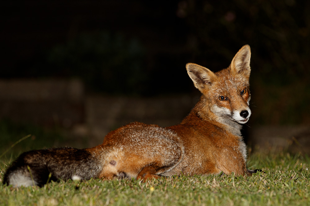 2908192908197803.jpg - Wolfy relaxing at night