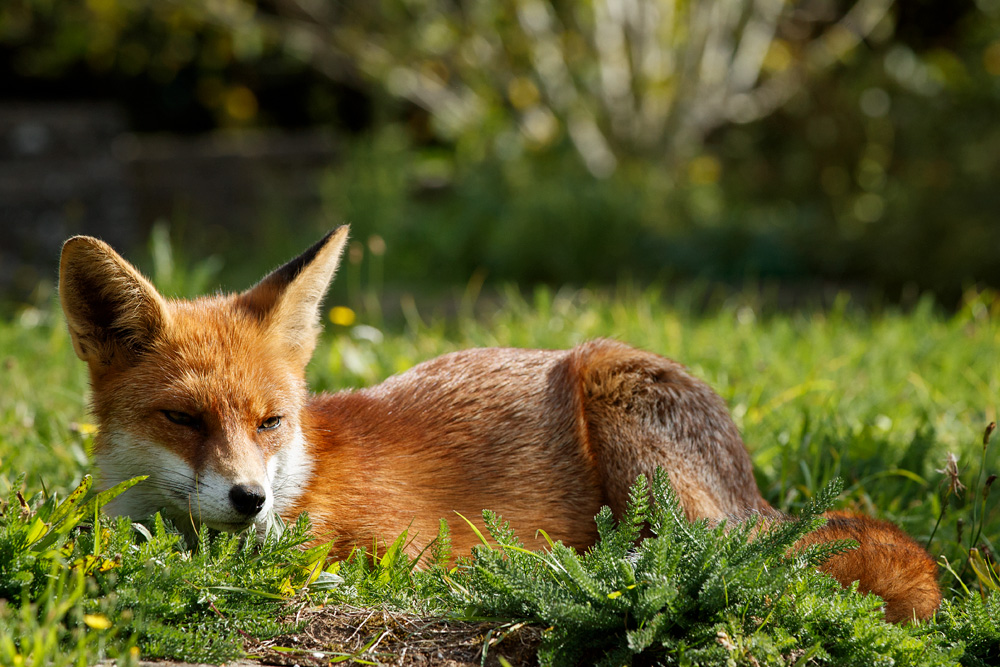 2909182809182403.jpg - Pretty Vixen relaxing